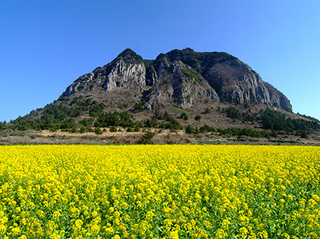 Korea Land Tour from Green Holidays