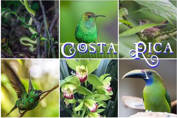 Costa Rica Activity from Viator