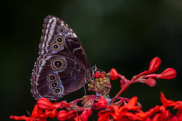 Costa Rica Activity from Viator