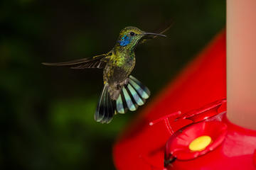 Costa Rica Activity from Viator